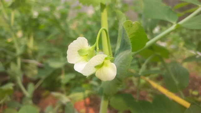 A pea plant with white flowers. Close-up image of a pea plant flower.Natural green pea plant against a dark green background,close-up image of a pea plant flower,close-up of a white flower on a Vegeta