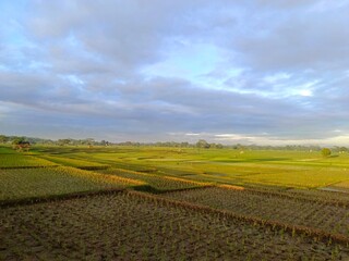 Naklejka premium The expanse of rice plants in the rice fields looks bright green and beautiful.
