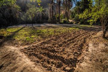 Sunny Orchard Farm Field With Furrowed Soil And Young Crops Amid Shade Trees In Sunlight, Tizguan, Morocco