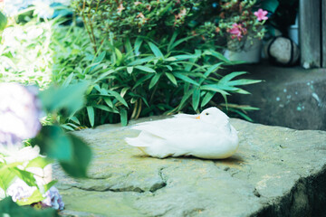 Obraz premium 雨引観音の紫陽花とアヒル