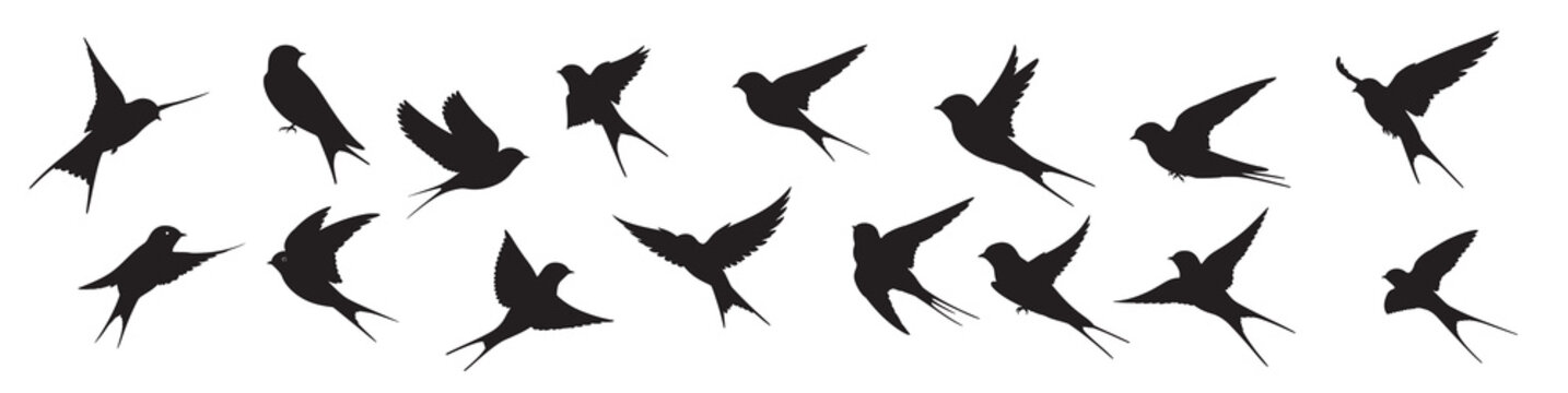 swallow birds silhouette white background 