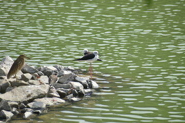 Black Headed Gulls  