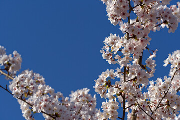 pink cherry tree blossom with blue sky