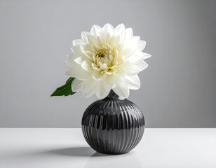 Elegant white dahlia flower in a black vase on a white surface studio shot