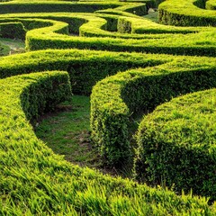 Green hedge maze aerial view geometric garden path sunlight and texture
