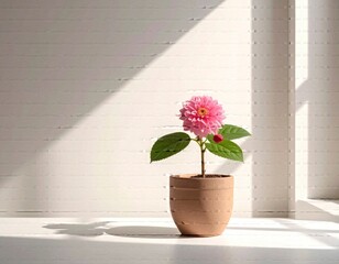Pink flower in a pot under sunlight against a white wall background