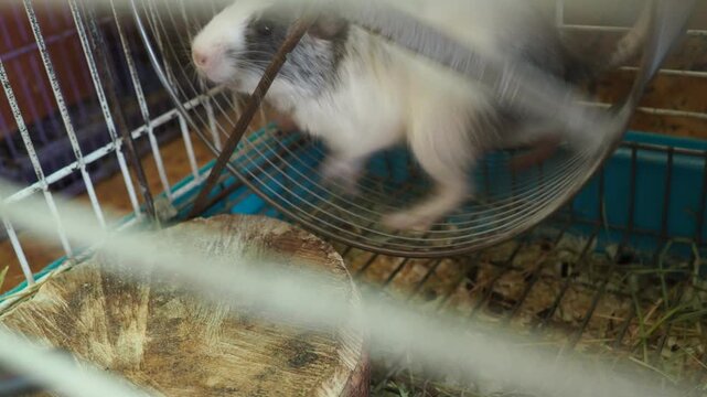 The degu, or Chilean squirrel Octodon degus, is a South American rodent of the octodont family, endemic to Chile. In captivity, the animal is kept in a cage, runs on a wheel, and stops and watches.