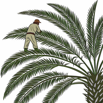 Palm tree leaves texture with man cutting green