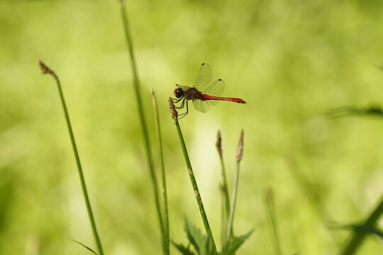 Dragonfly
