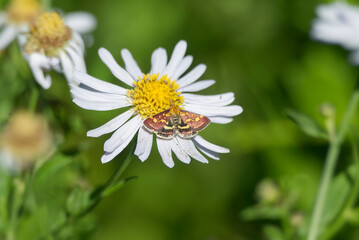 Common Purple and Gold (Pyrausta purpuralis) moth sitting on a white daisy in Zurich, Switzerland