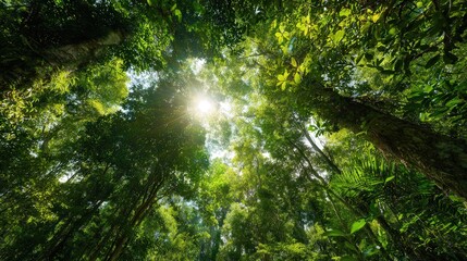 A vibrant forest scene with sunlight streaming through the lush green canopy, showcasing the beauty of nature and biodiversity.