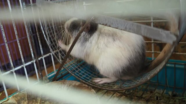 The degu, or Chilean squirrel Octodon degus, is a South American rodent of the octodont family, endemic to Chile. In captivity, the animal is kept in a cage, runs on a wheel, and stops and watches.