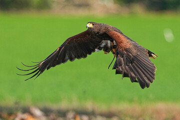 We train Harris falcons to fly in order to take photographs.