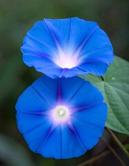 Two Heavenly Blue Morning Glory Flowers in Full Bloom.