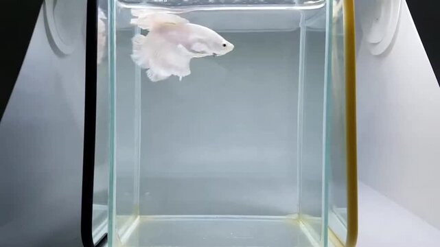 Betta fish male fancy white platinum halfmoon long tail from Thailand, Siamese fighting fish on isolated grey background.