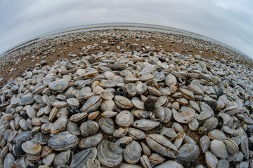 Large pile of soft shell clam shells (Mya arenaria) washed ashore after a coastal storm. Image illustrates natural disturbance, marine ecology, and the impact of extreme weather on coastal ecosystems