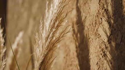 P26-Soft beige tones highlight a delicate pampas grass stem against a textured wall creating a peaceful 4K 10s - Powered by Adobe
