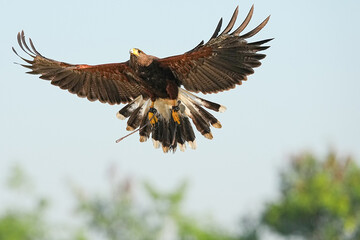 Fototapeta premium We train Harris falcons to fly in order to take photographs.