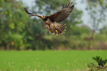 We train Harris falcons to fly in order to take photographs.