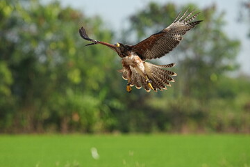 Fototapeta premium We train Harris falcons to fly in order to take photographs.