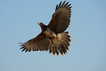 Fototapeta premium We train Harris falcons to fly in order to take photographs.