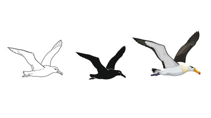 Fototapeta premium Three stages of drawing a blackbrowed albatross in flight outline sketch, silhouette and full color illustration