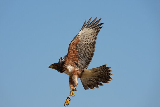 We train Harris falcons to fly in order to take photographs.