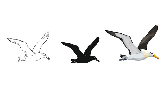 Three stages of drawing a blackbrowed albatross in flight outline sketch, silhouette and full color illustration