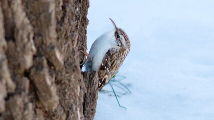 great blue heron on branch