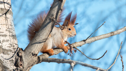 squirrel on a tree