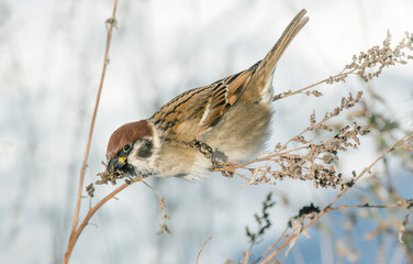 sparrow on a branch