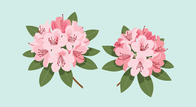 Two beautiful clusters of pink rhododendron flowers with lush green leaves, set against a serene light blue background, showcasing springtime elegance.