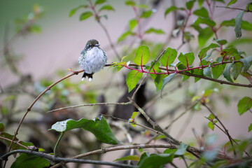 Booted Racket-Tail (Ocreatus underwoodii), Female, Ecuador