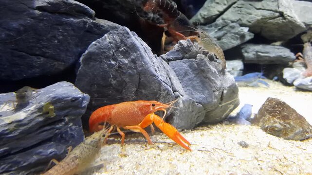 Saltwater Aquarium with different Lobsters, Dubai