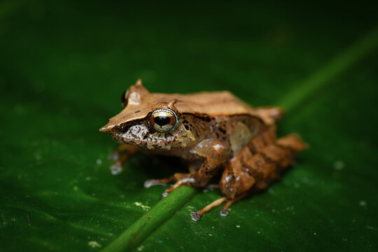 Close-up of a Pinocchio Rainfrog (Pristimantis appendiculatus), Ecuador