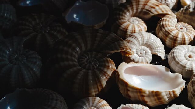 Seashells Composition: An elegant array of unique seashells, each shell showcasing intricate patterns and textures, basking in the light and shadow.