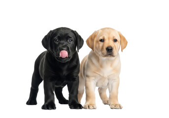 Obraz premium Black and yellow Labrador puppies, 8-12 weeks, standing side-by-side on a white reflective studio surface, transparent cyclorama, black puppy with tongue out, professional pet companionship concept