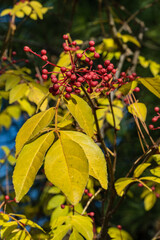 Bright green leaves and clusters of small red berries Prickly ash (Zanthoxylum americanum), or northern prickly-ash, suterberry, Sichuan pepper vividly against  blue sky. Nature concept for design