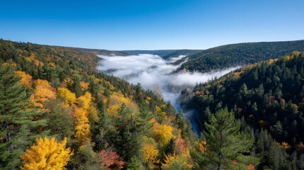 Wide highangle view of vibrant fall forest on a split landscape with colorful trees on one side, bare branches on the other, and soft fog in the background, evoking tranquility and seasonal change