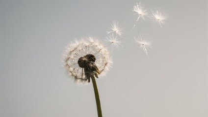Obraz premium Dandelion seeds dispersing in the wind against a soft grey sky.