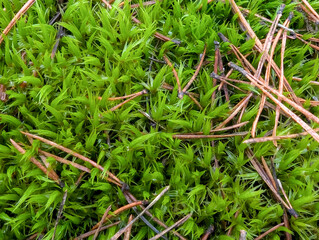 Green moss texture on outdoor wall in rainy season, moss damages the exterior paint of the house. A carpet of small shoots and needles of coniferous trees
