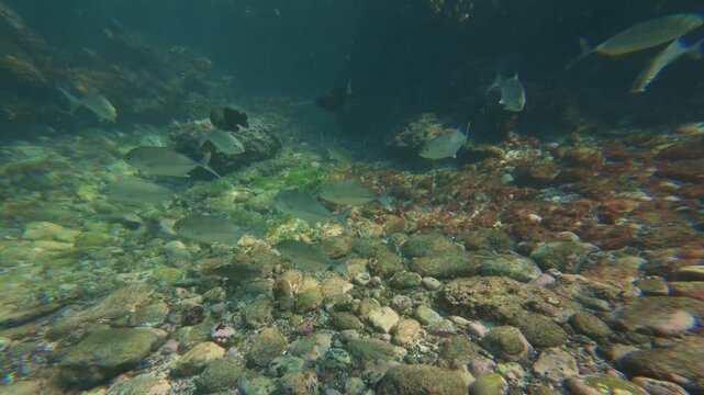 Large school of spot tail grunts (Haemulon maculicauda) swimming over rocky coral reef in clear water near Tenacatita Beach, Mexico