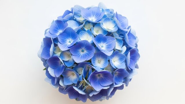 Beautiful blue hydrangea flower bouquet - Powered by Adobe