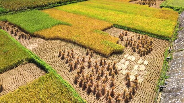 High-angle drone shot of terraced rice paddies in Cao Bang during harvest. Features golden and green crops with traditional haystacks and geometric patterns in a rural Vietnamese landscape.