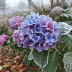 Frozen blue and purple hydrangea flower covered in winter frost