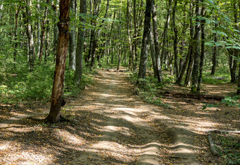 Autumn walks through the autumn forest in the morning in the park of the mountain range