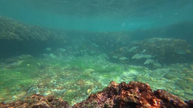 Wide underwater shot of spottail grunts schooling over sunlit reef floor under calm surface near Tenacatita Beach, Pacific Mexico