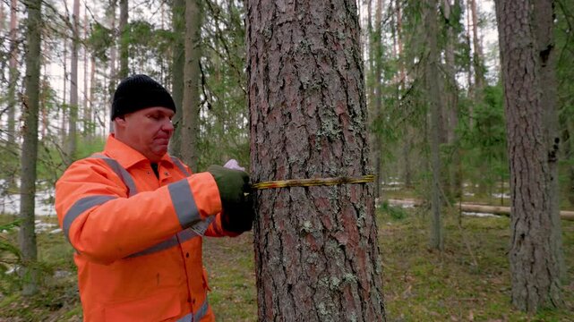 A forestry worker in an orange safety jacket uses a measuring tape to determine the diameter of a tree trunk in a forest during winter fieldwork