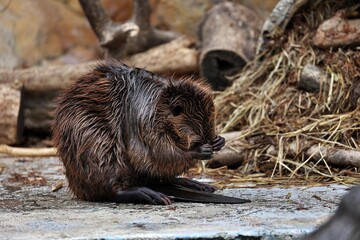 陸に上がり毛繕いをするアメリカビーバー