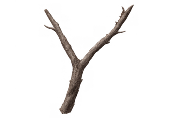Wooden branch with a unique y-shape, resembling the letter y, isolated on a clear background